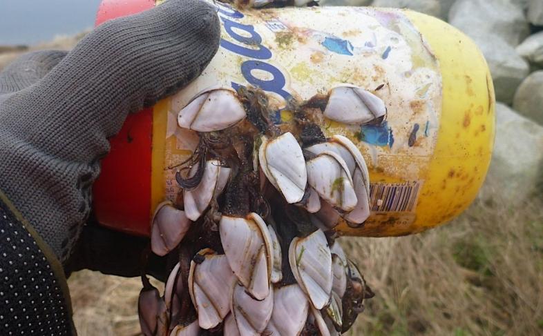 Discarded plastic tub with marine life growth 