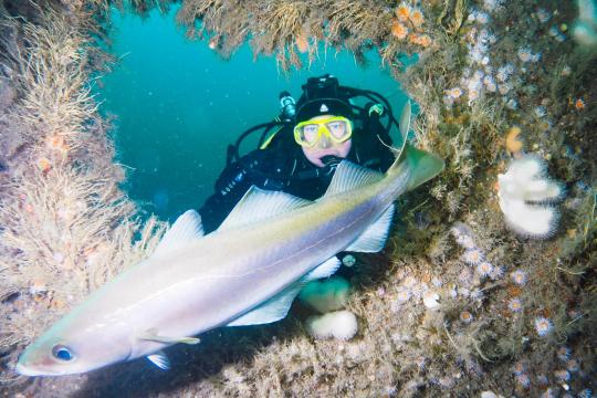 A diver, under water with marine life